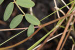 Florida hoarypea